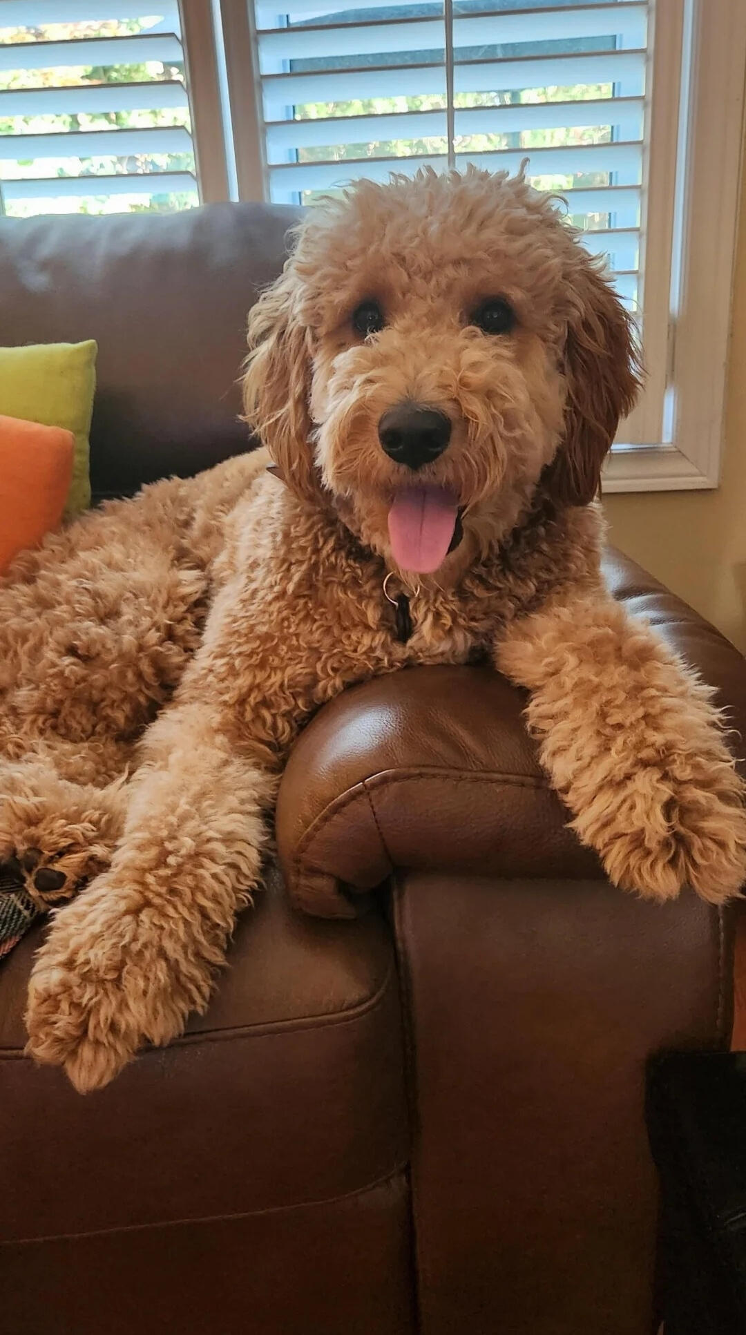 Dog Owners' Experiences With DEWEL Flea & Tick Collar